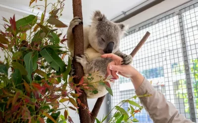 Desarrollan una herramienta para salvar a los koalas
