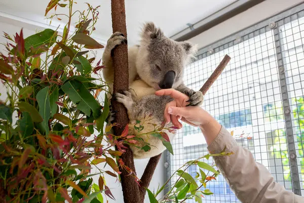 Una herramienta desarrollada por la Universidad de Queensland promete transformar la lucha por la supervivencia de los koalas.