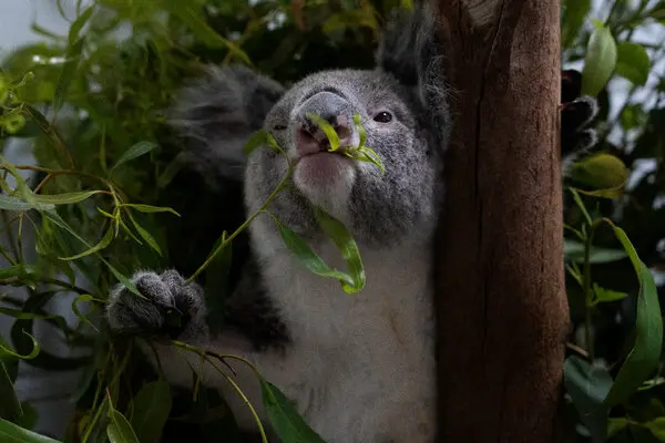 Un avance científico liderado por la Universidad de Queensland promete transformar la lucha por la supervivencia de los koalas.