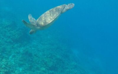 El hábitat crítico para biodiversidad marina no cuenta con objetivos de conservación