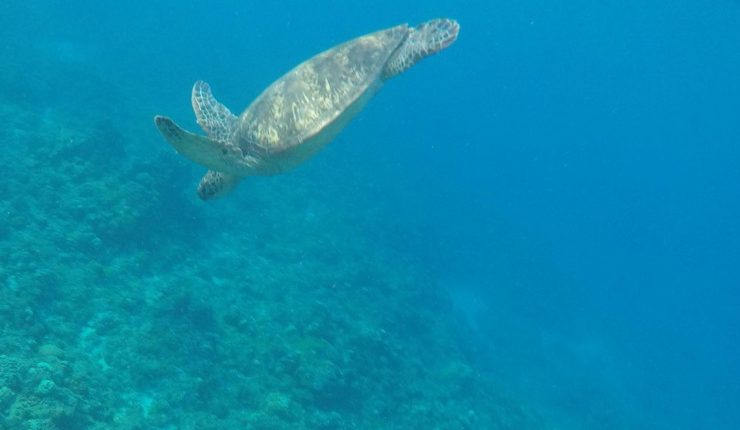 El hábitat crítico para biodiversidad marina no cuenta con objetivos de conservación