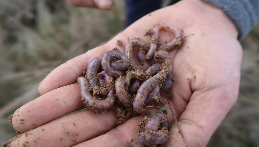 Hallan un fenómeno evolutivo en lombrices que desafía la teoría de Darwin.