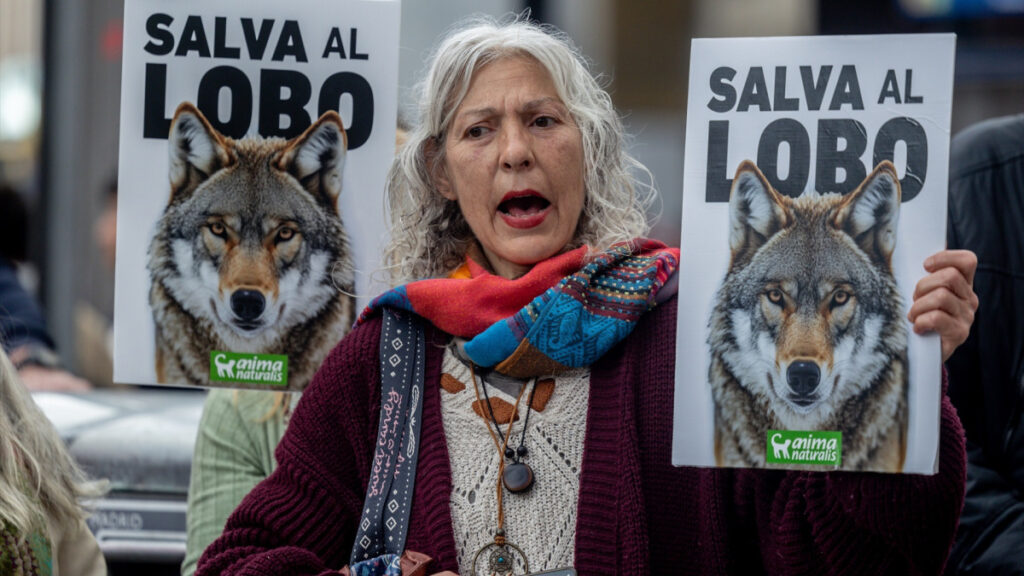 Animalistas tratan de proteger al lobo en los tribunales.