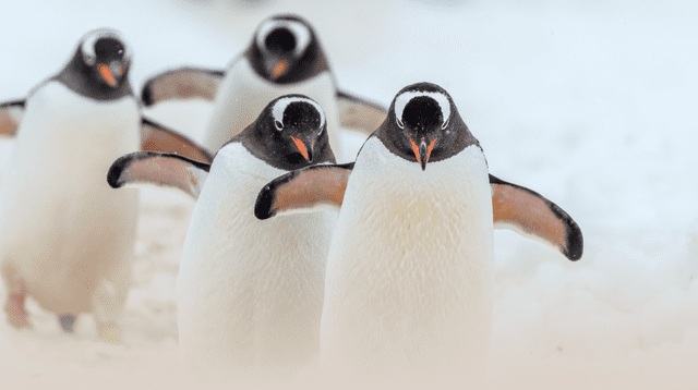 El guano de pingüino es un aliado inesperado contra el calentamiento en la Antártida.