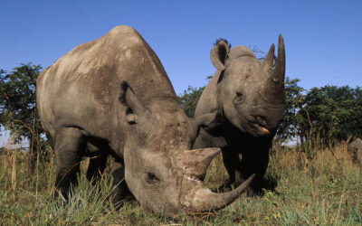 Descoronan rinocerontes para combatir la caza furtiva en Sudáfrica