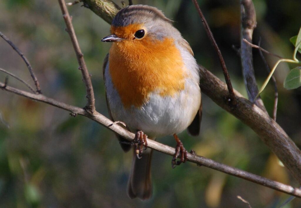 El impacto del cambio climático en las aves.