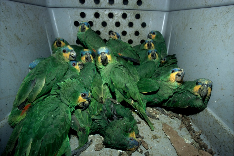 Desmantelan a una red internacional de tráfico de especies protegidas, la mayoría aves exóticas.