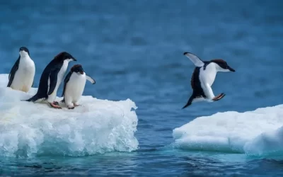 Descubren una inesperada influencia de los pingüinos sobre el clima antártico