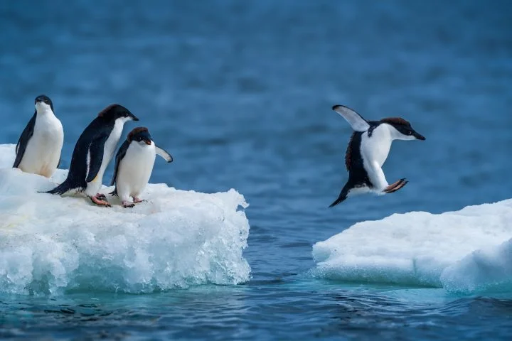 Los pingüinos y su tarea en la Antártida que da lugar a la formación de nubes.