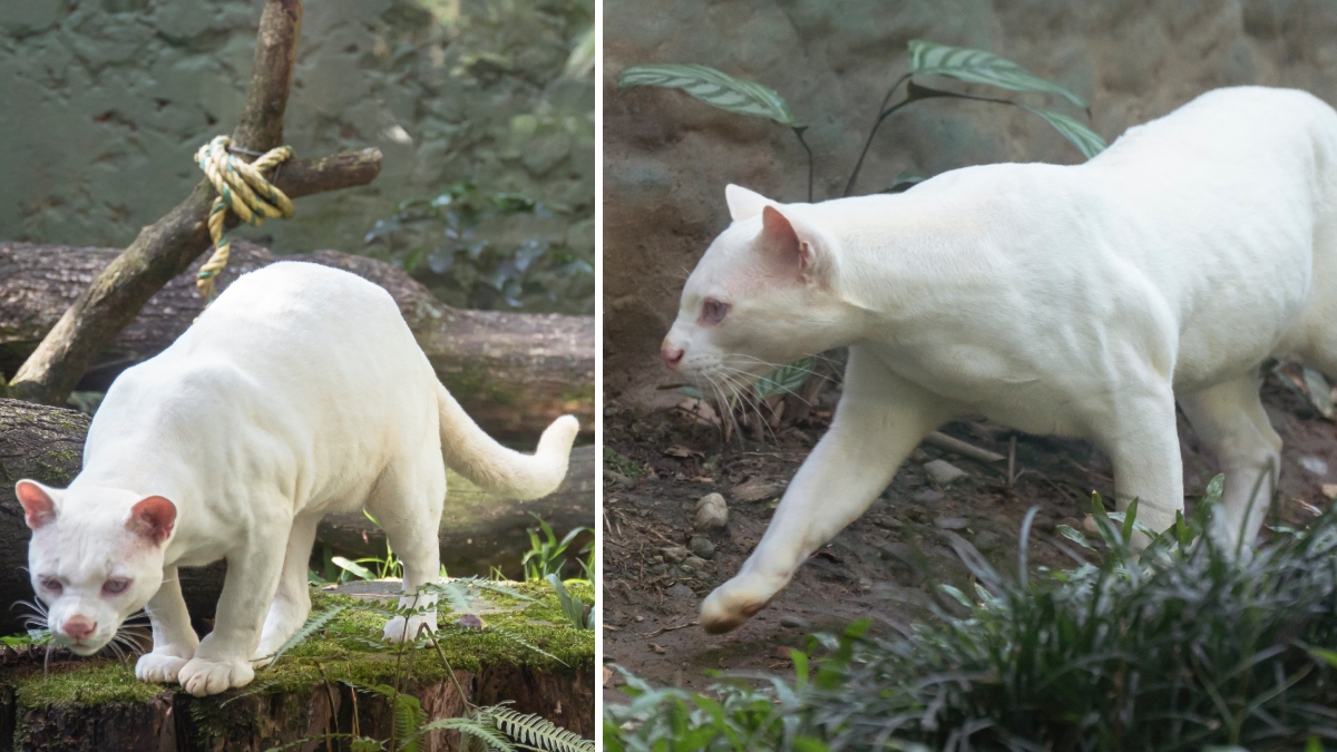 Los peligros de ser un animal albino.