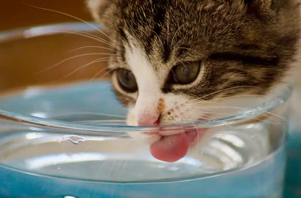 La capacidad de los gatos de tomar agua salada.