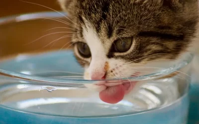 ¿Sabías que los gatos pueden beber agua salada?