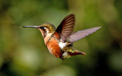 El cambio climático pone en riesgo la capacidad de adaptación de las aves