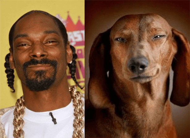 La similitud de los perros con sus dueños.