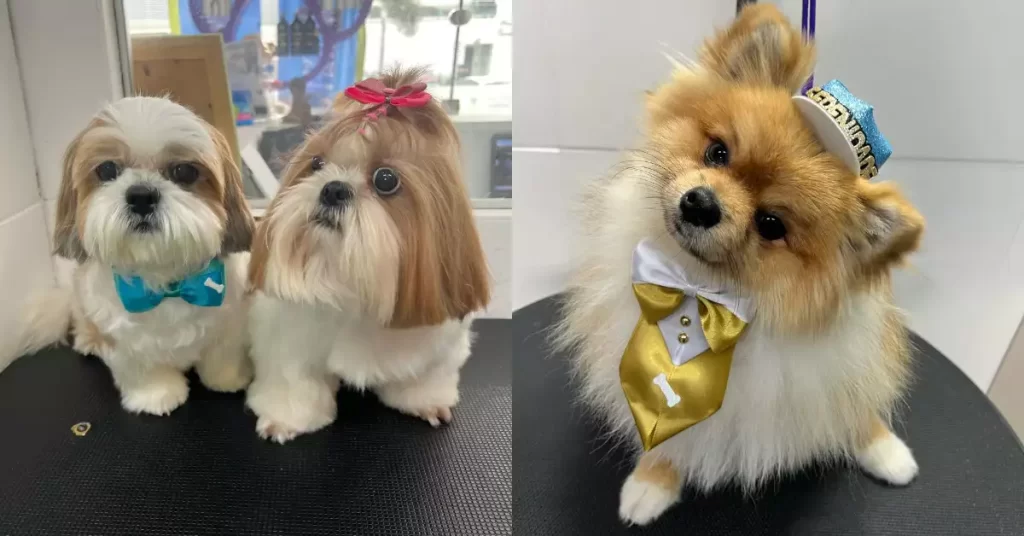 Avanza la sanidad pública para perros y gatos en Brasil.