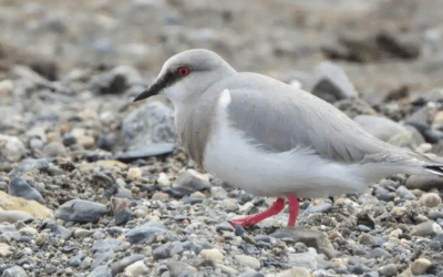 Argentina y Chile buscan salvar al chorlito ceniciento