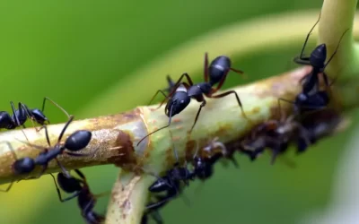 Un análisis sobre hormigas revela un comportamiento nunca antes documentado