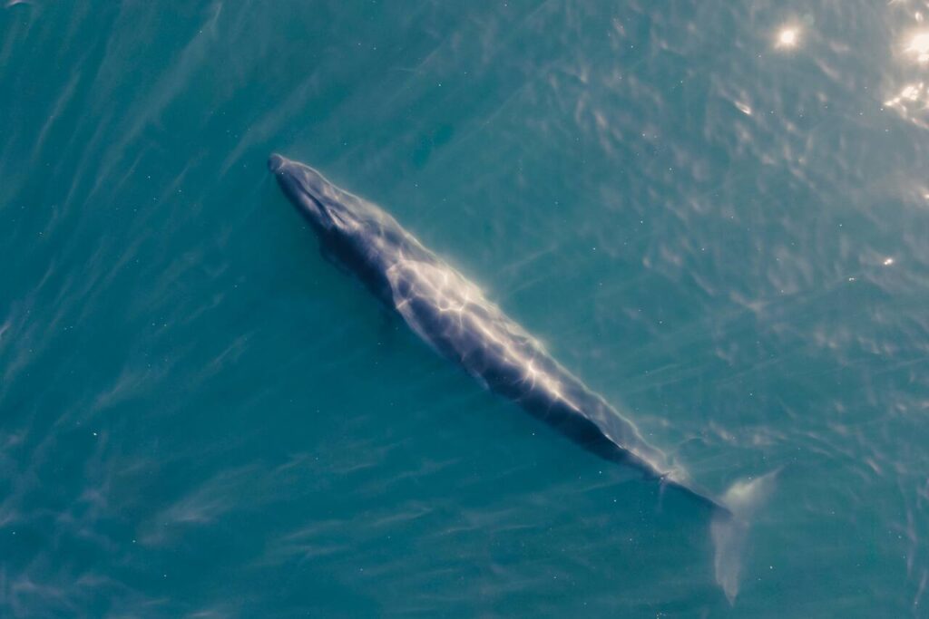 La ballena franca austral se destacada por su presencia en la Península Valdés, donde llega para reproducirse y dar a luz.