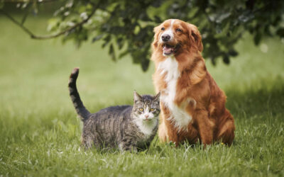 Brasil penaliza los tratamientos estéticos en perros y gatos