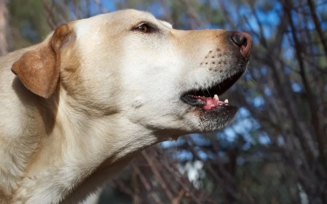 Los motivos por las que los perros le ladran a algunas personas pero a otras no.
