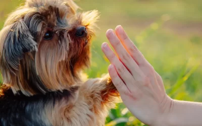 La ciencia revela por qué los perros se parecen a sus tutores