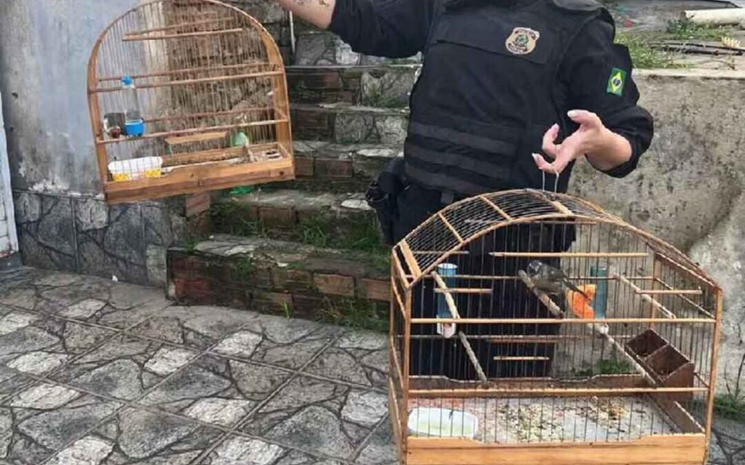 La operación —desarrollada en múltiples regiones de los estados de Paraná, Santa Catarina, Río Grande do Sul y São Paulo— logró desmantelar un esquema criminal con conexiones hacia Uruguay y Argentina.
