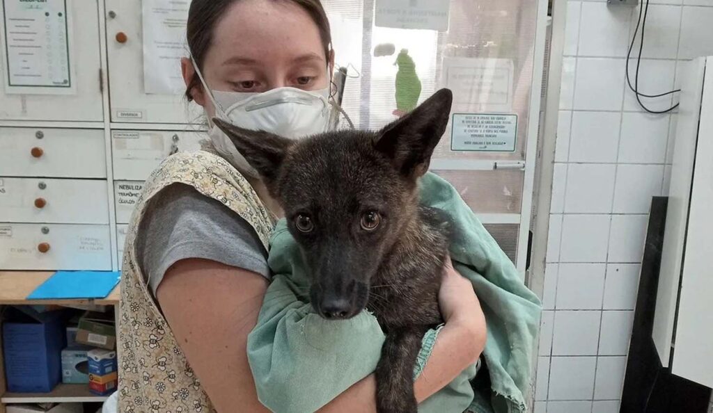 Hallan en Brasil el primer híbrido de perro y zorro del mundo.