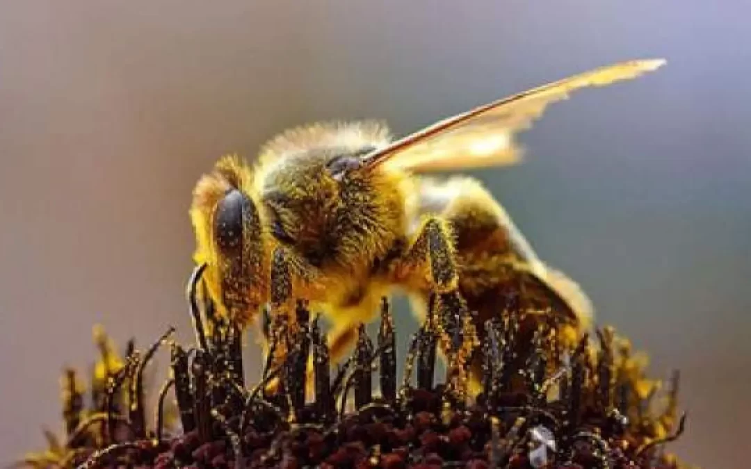 La disminución de los insectos en el mundo.
