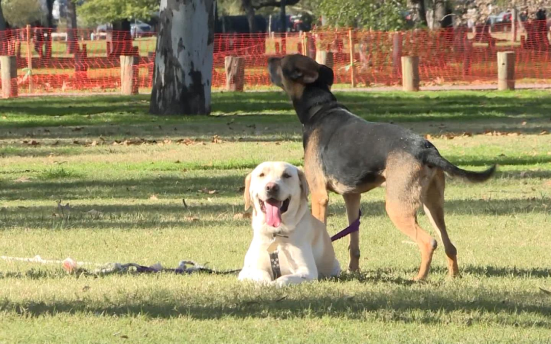 Celebramos el Día Mundial del Perro.