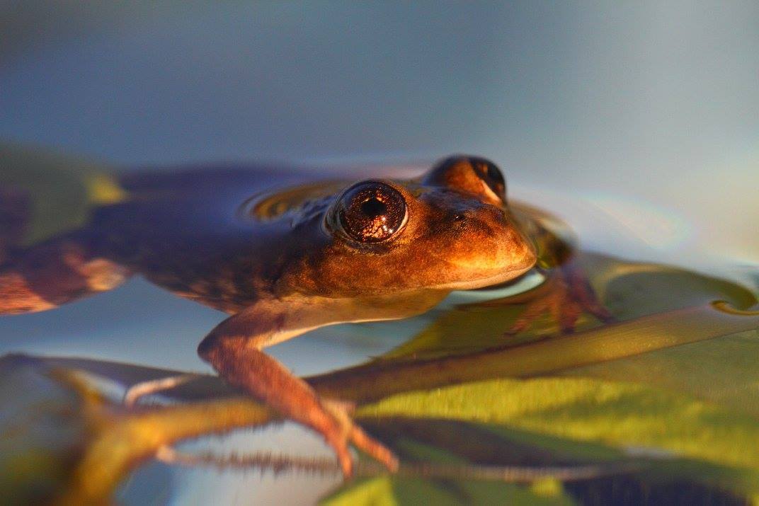 Ranita de Valcheta se encuentra en peligro de extinción, su situación es delicada.