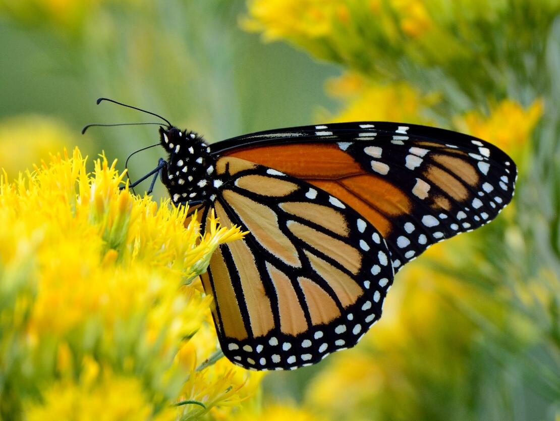 Cada vez hay menos insectos en el planeta.