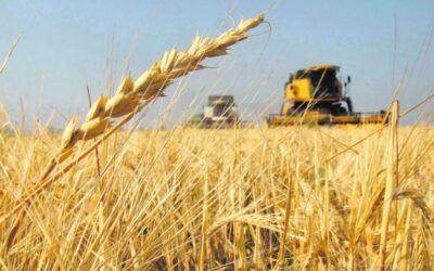Argentina realiza avances en torno al trigo y su rendimiento