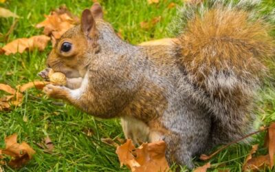Descubren el mecanismo mnemotécnico de las ardillas para guardar alimentos
