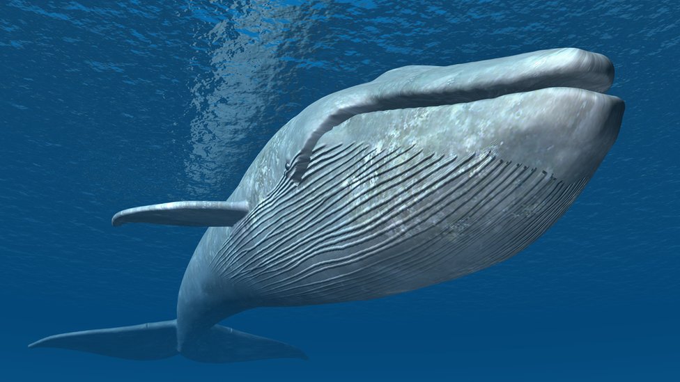 Hoy se conmemoran a las ballenas.