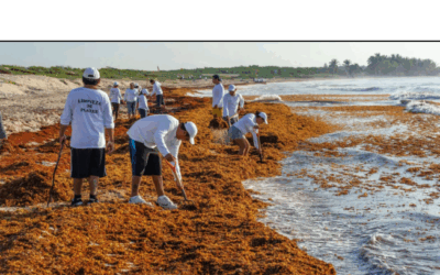 Crece la acumulación de sargazo en el Caribe