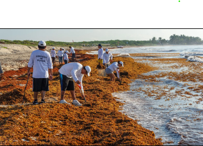 El sargazo invade las costas del caribe