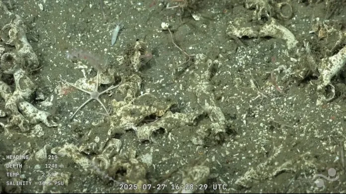Detalles de la transmisión en vivo del Conicet en Mar del Plata.