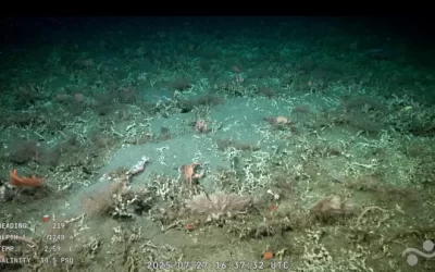 Transmiten en vivo una expedición marina en Mar del Plata