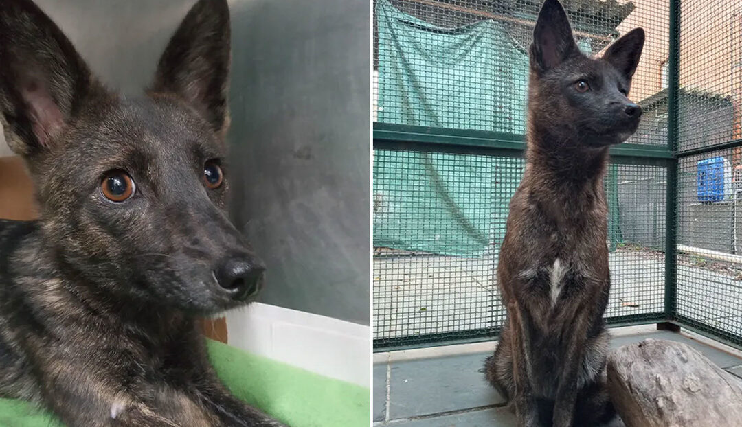 Encuentran en Brasil el primer híbrido de perro y zorro del mundo.