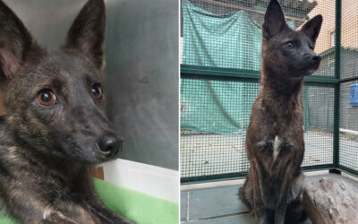 Revelaron el enigma del animal mitad perro, mitad zorro encontrado en Brasil