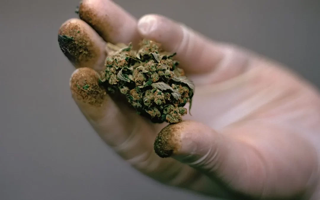 El cannabis es tres veces más peligrosos que hace una década.