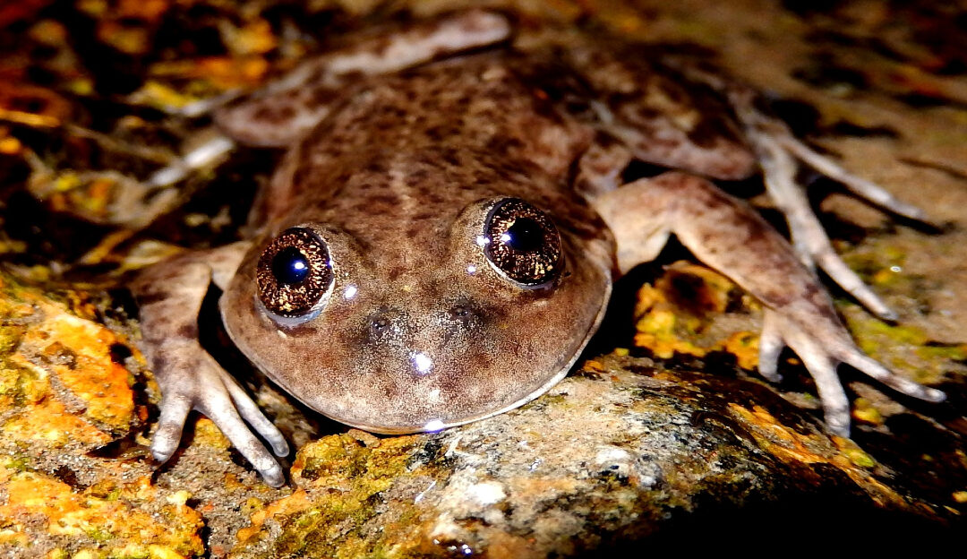 Ranita de Valcheta el desafío de salvar a una especie única.