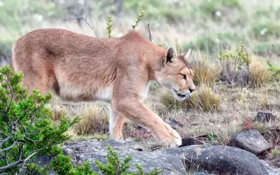 Chaco investiga el caso de un puma asesinado por la caza