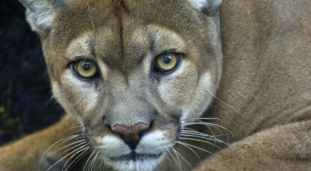 El hombre es acusado de haber matado a un ejemplar de puma concolor.