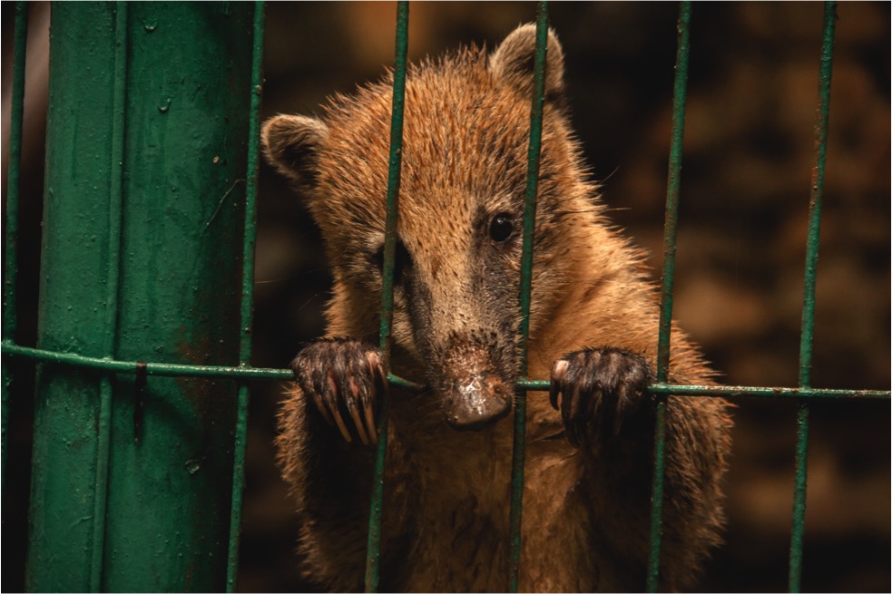 La amenaza del tráfico ilegal de especies.