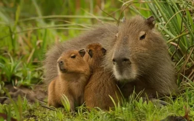 Ambiente anunció que trasladará los carpinchos de Nordelta