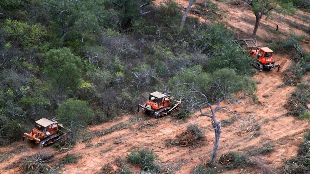 La deforestación ilegal de los bosques salteños son una de las principales problemáticas que buscan evitar.