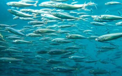 Estudio revela más información sobre la forma en la que cazan los peces