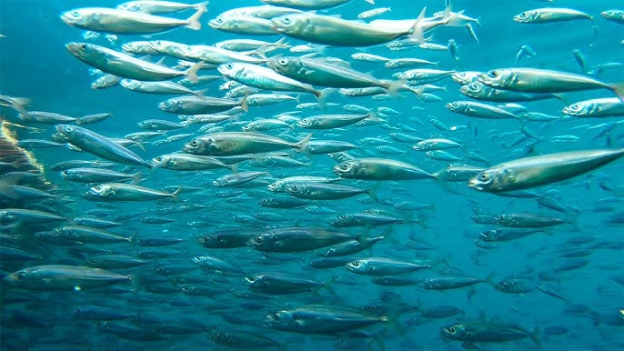 Un estudio revela la forma en la que cazan los peces.