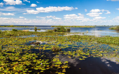 La COP15 destaca el papel clave de los humedales en el ambiente